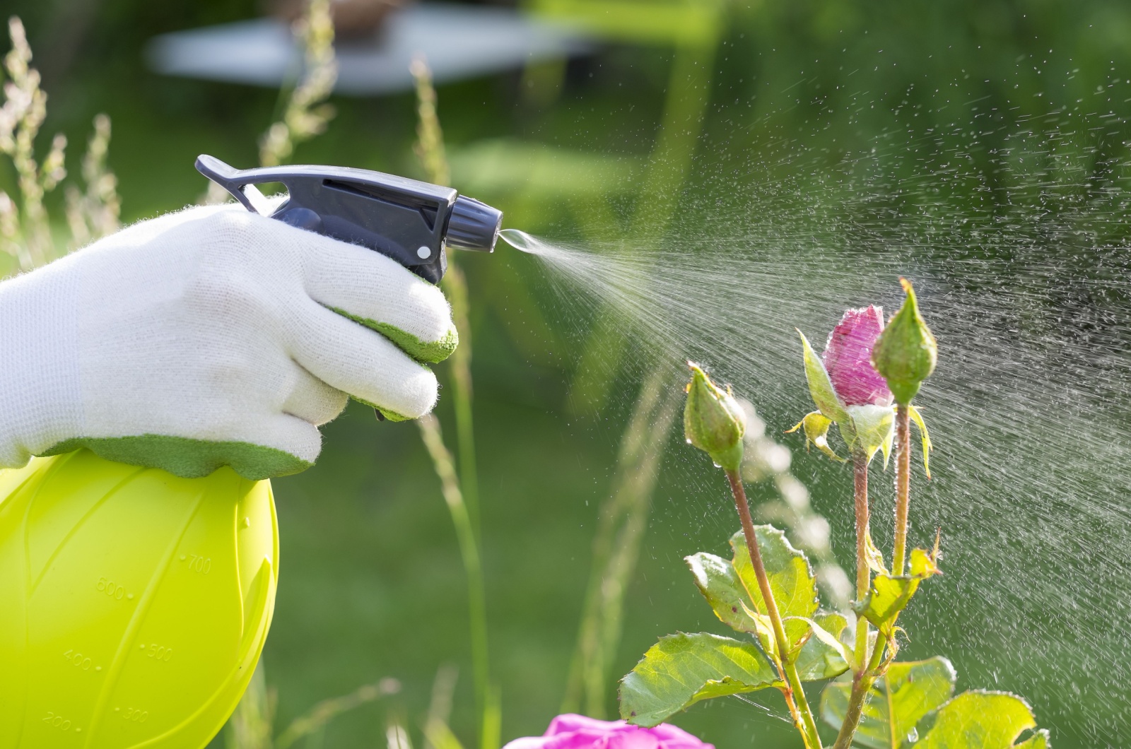 spraying flowers in garden