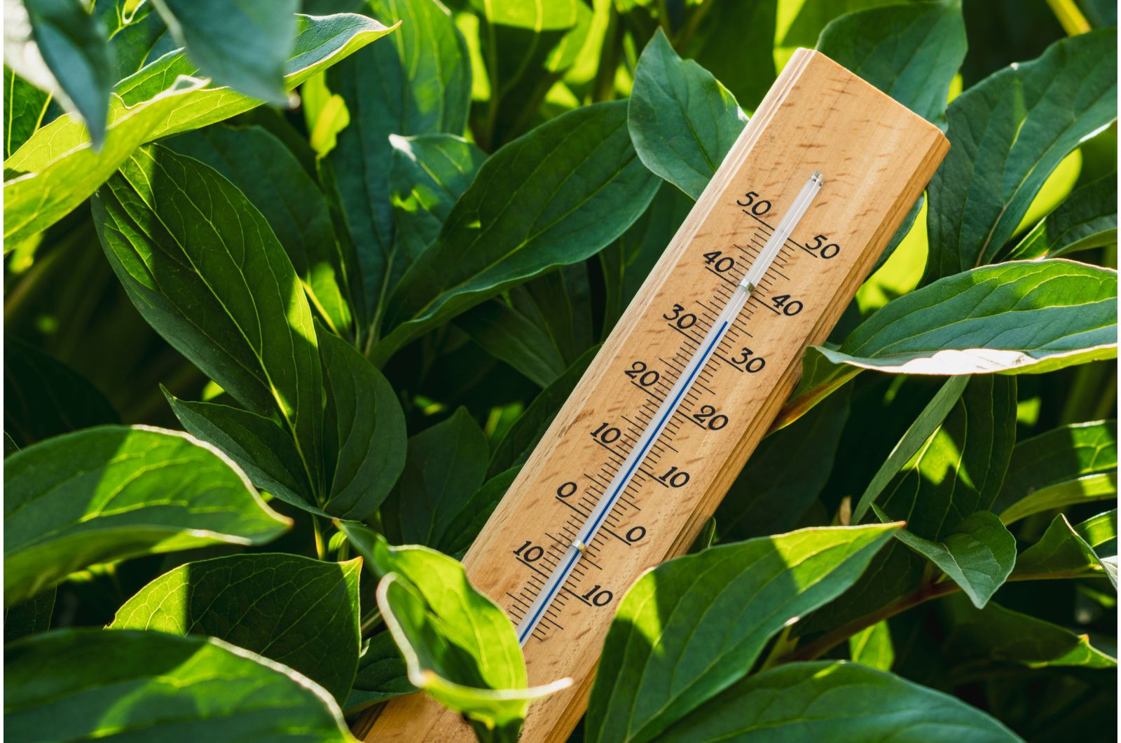 thermometer between plants