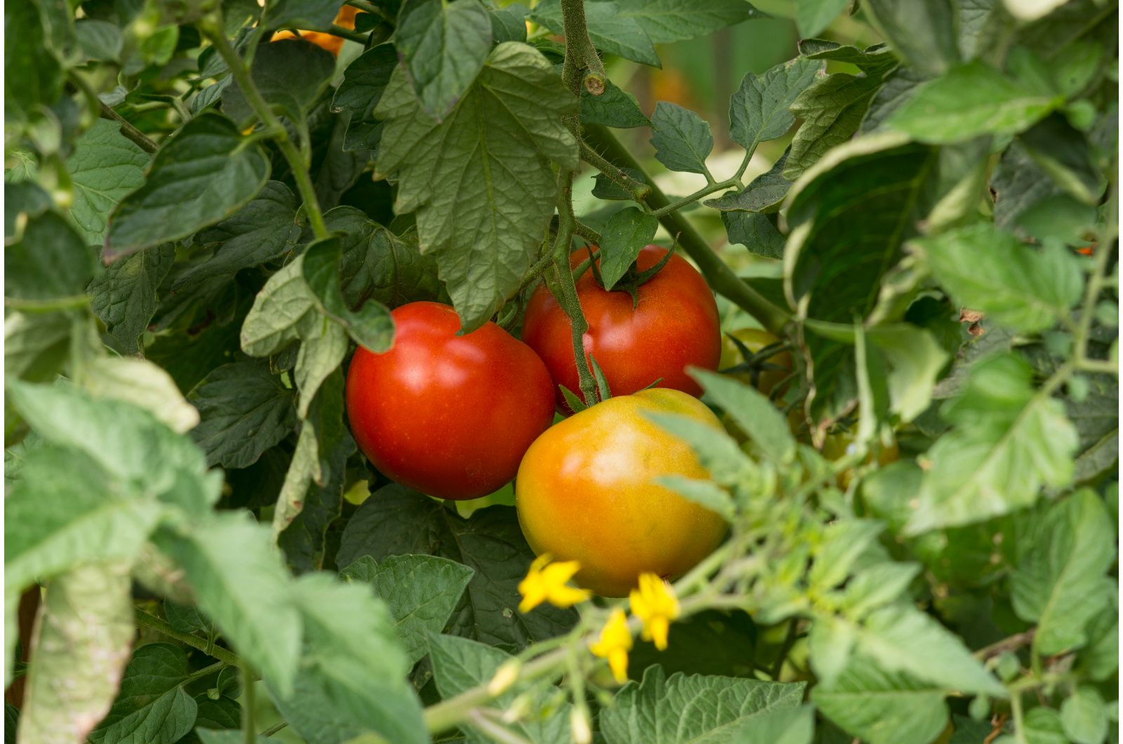 tomatoes plant with ripe tomatoes