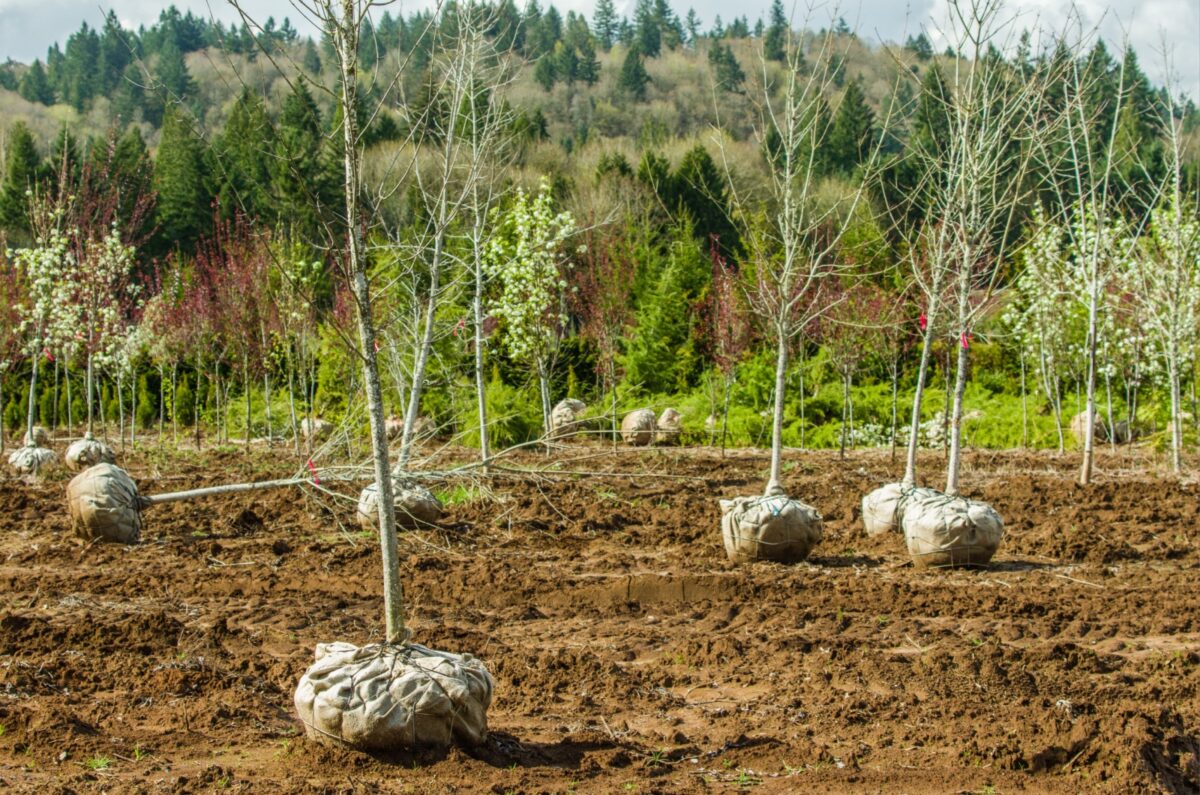 When & How To Plant BB Trees