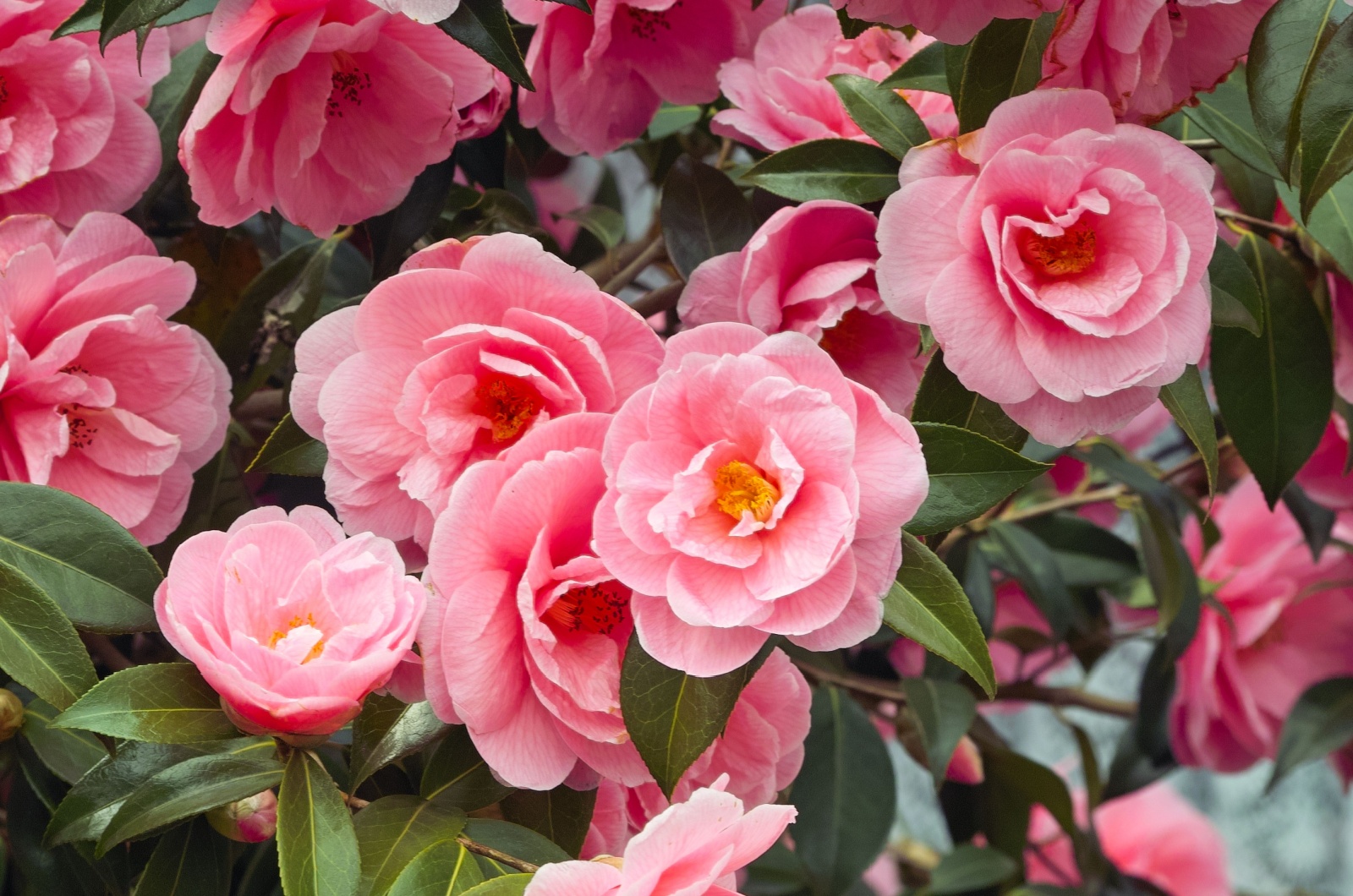 vibrant pink Japanese Camellia flowers