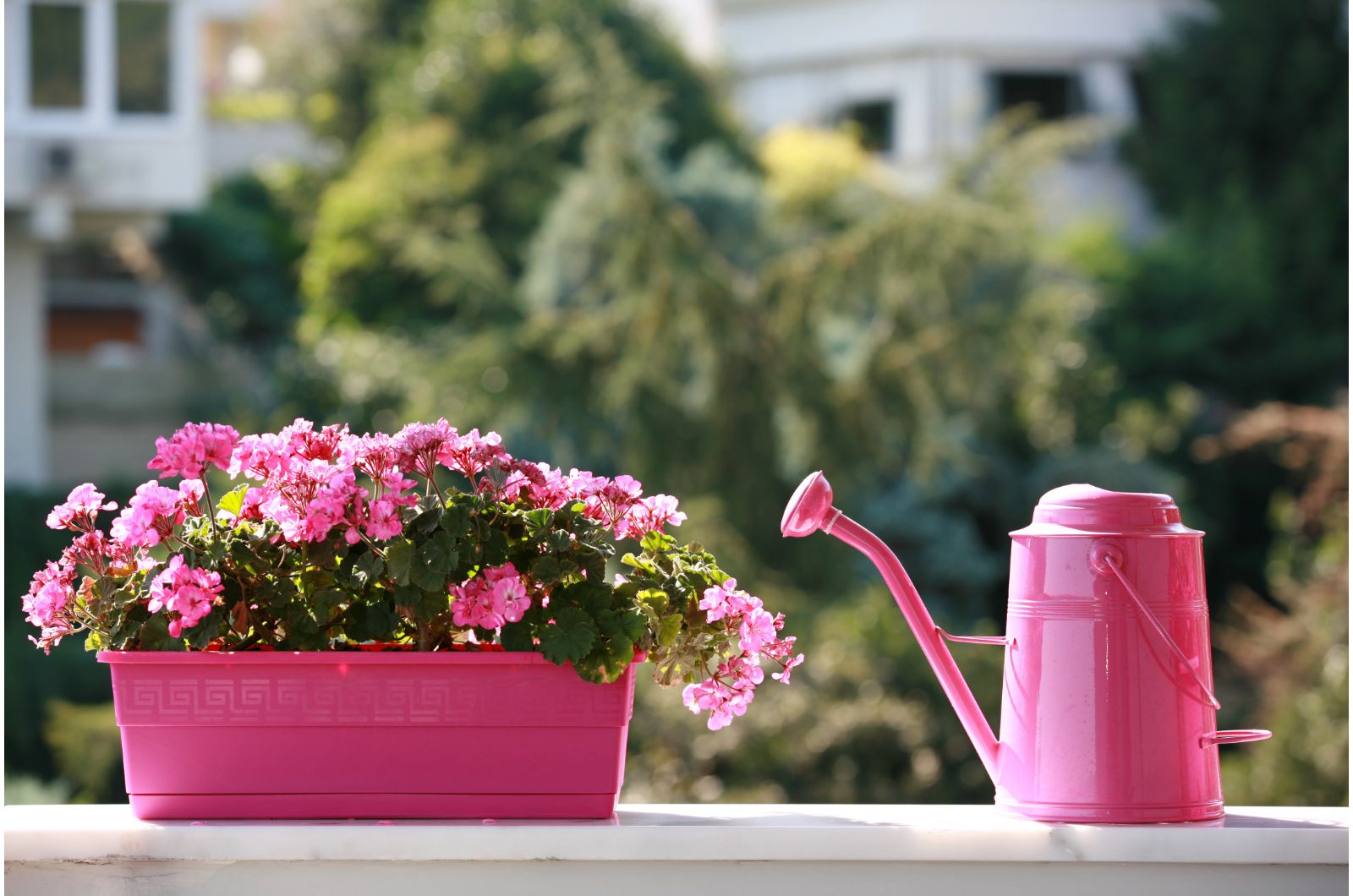 watering can and azalea flowers