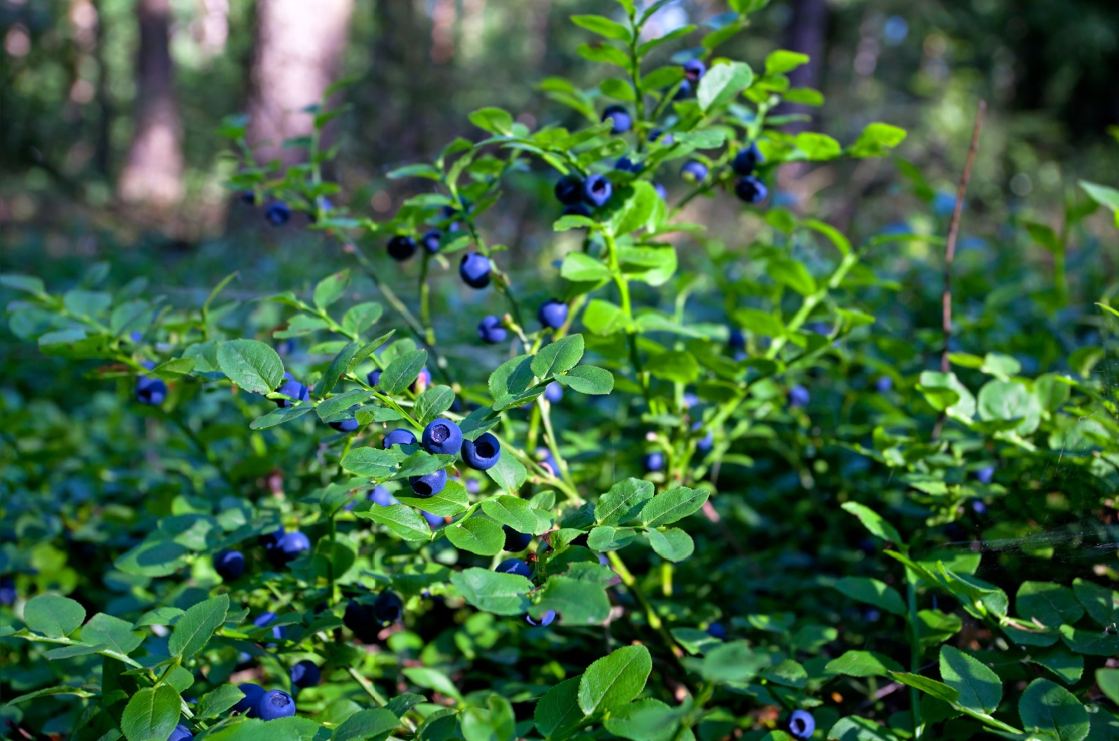 wild blueberry bush