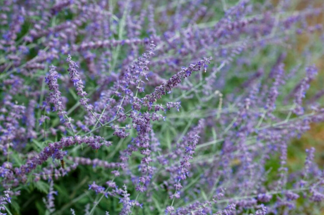 Simple Steps To Bring Your Lavender Back to Life