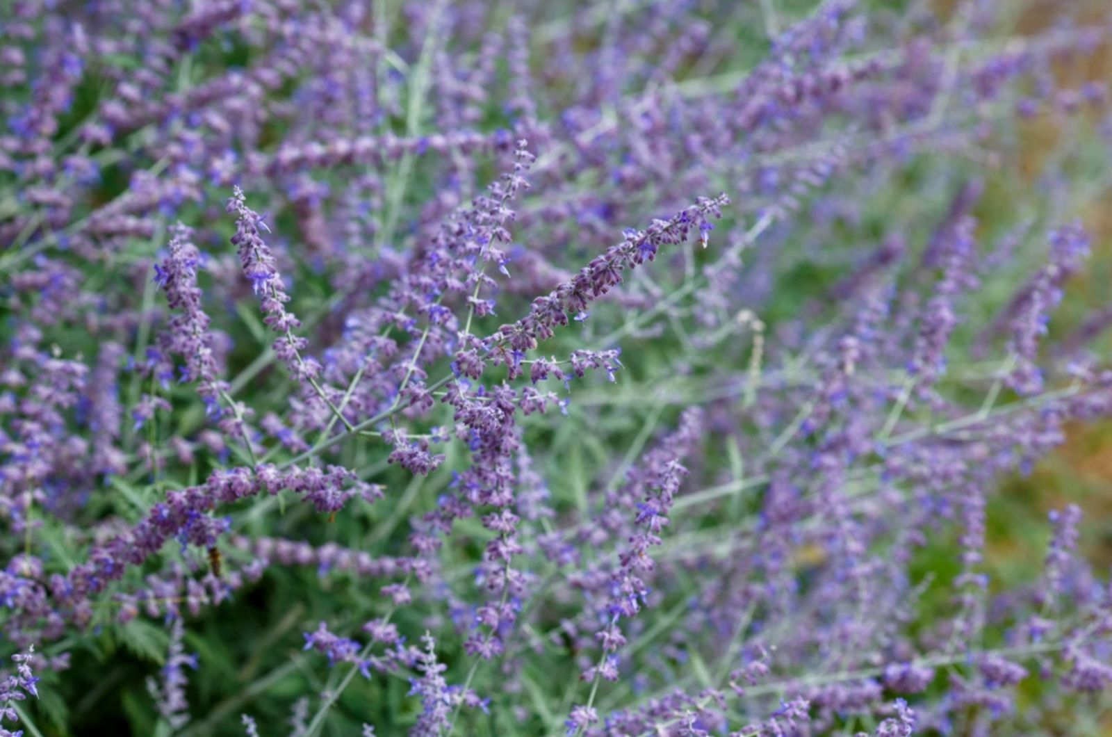 woody lavender plant