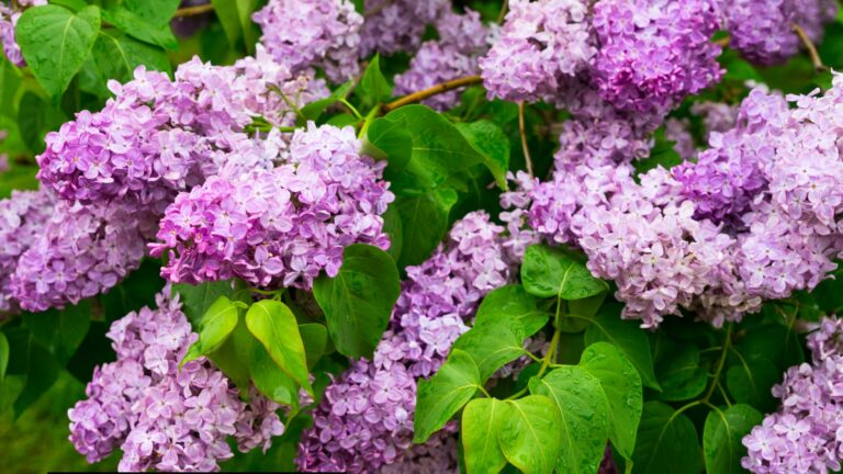 Lilacs