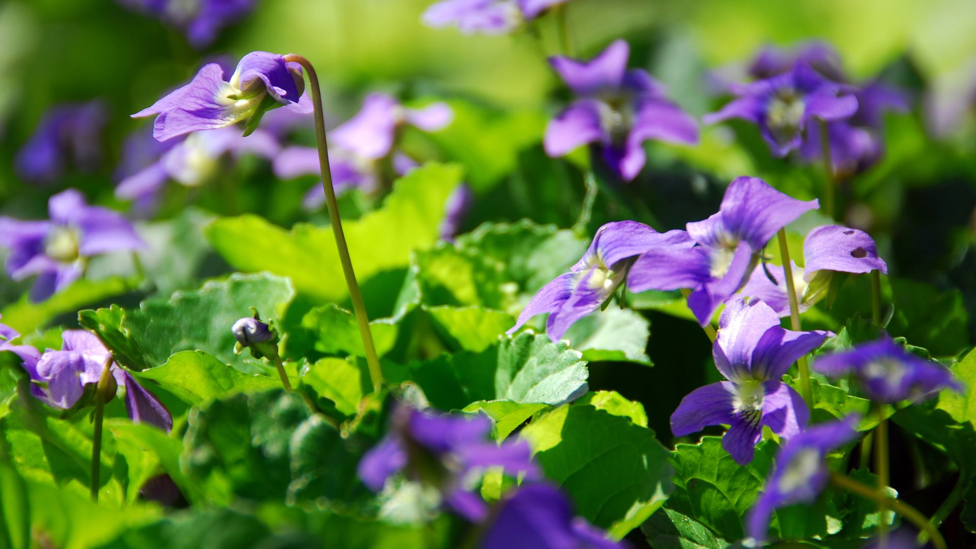 4 Bloom-Tastic Reasons Why You Should Let Wild Violets Live In Your Yard