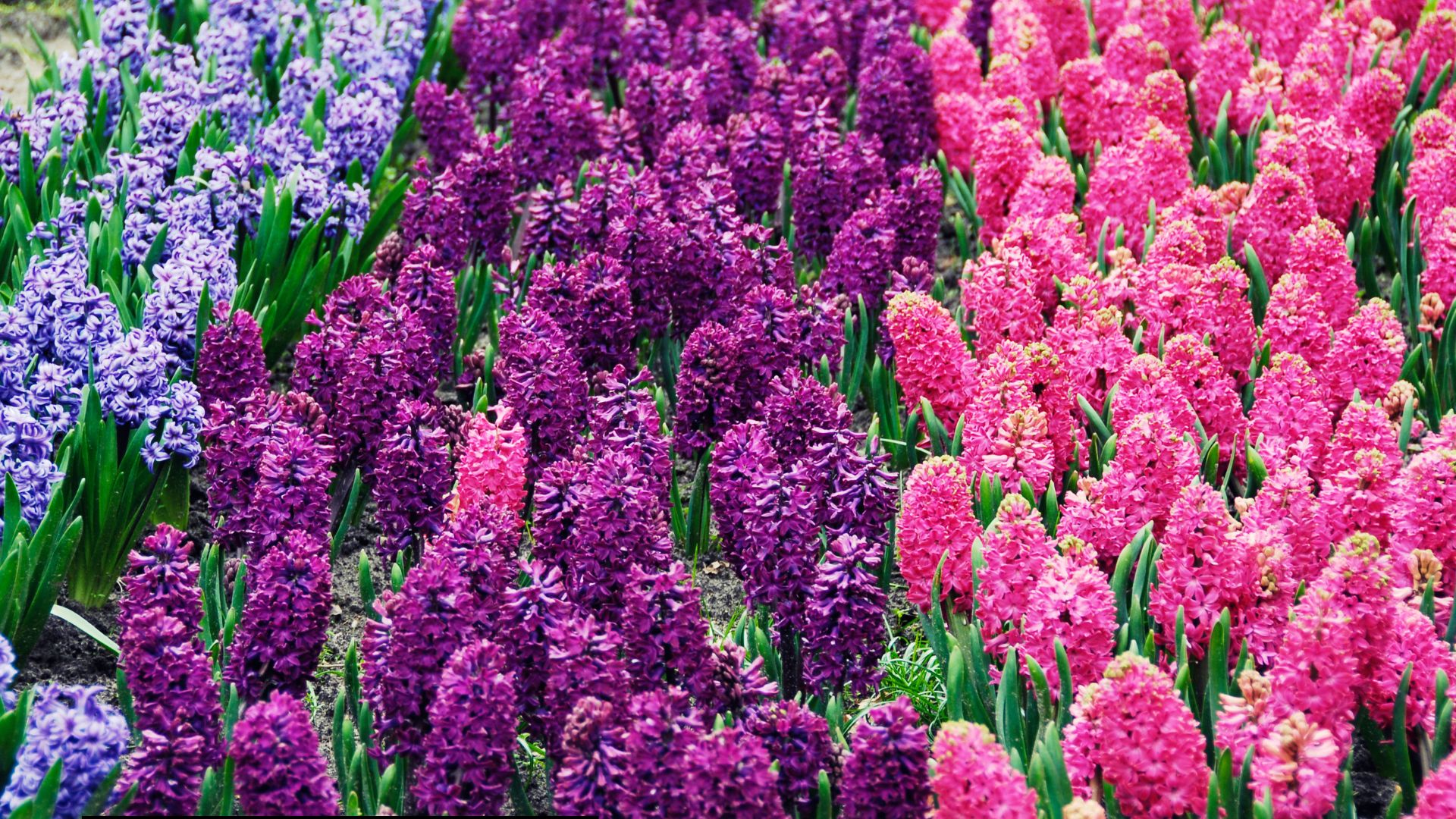6 Simple Tips To Enhance Your Hyacinth Patch After The Blooms Fade Away