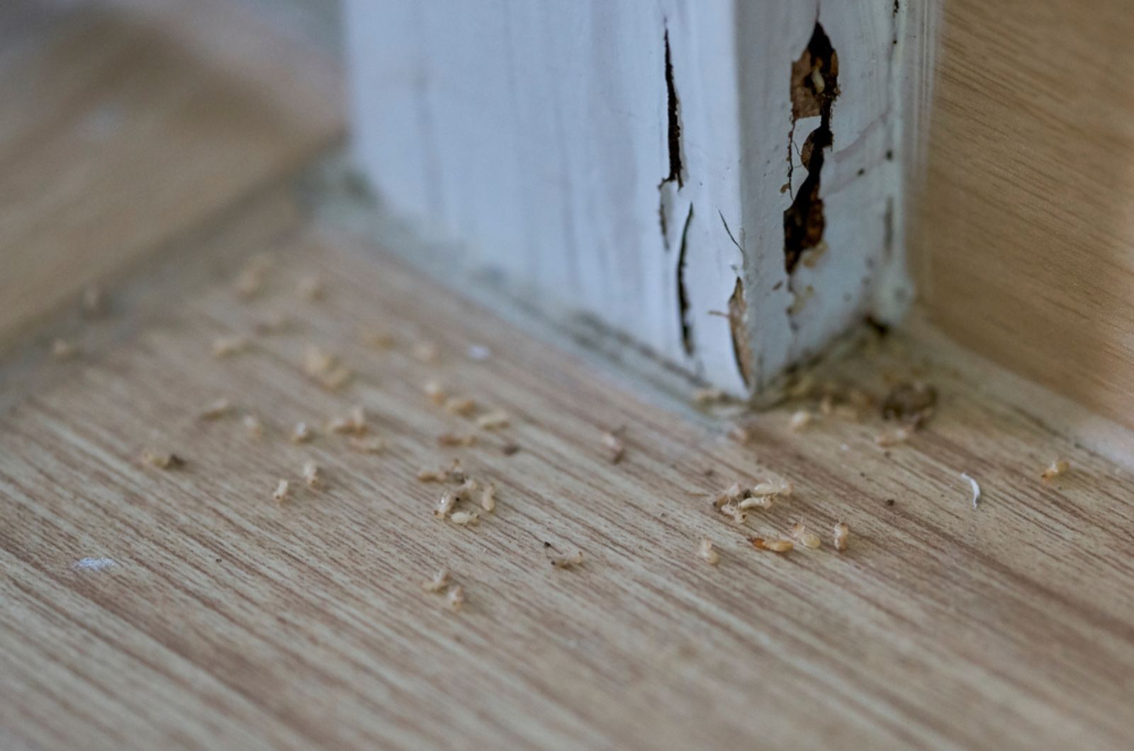 A close-up of termites in a house and the damage they caused.