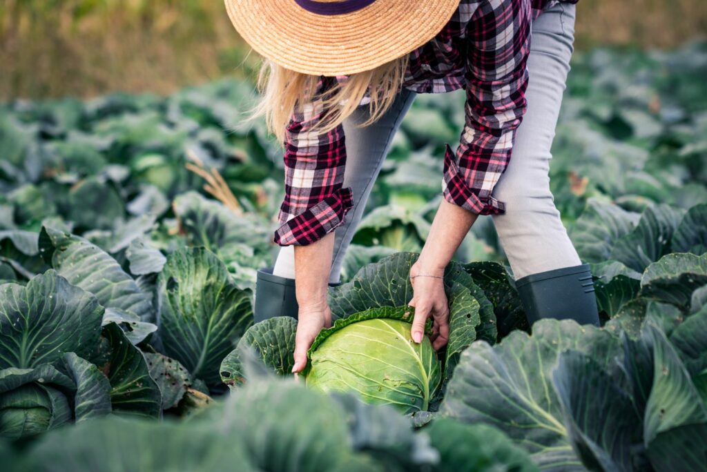 A girl is picking autumn cabbage