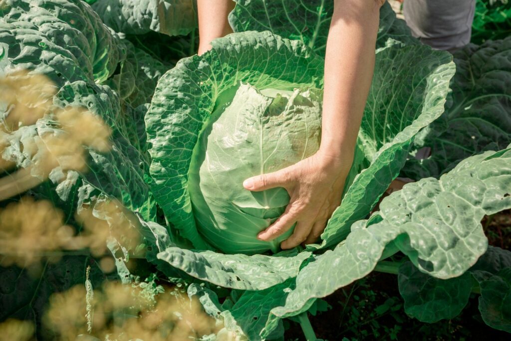 A woman is harvesting cabbage