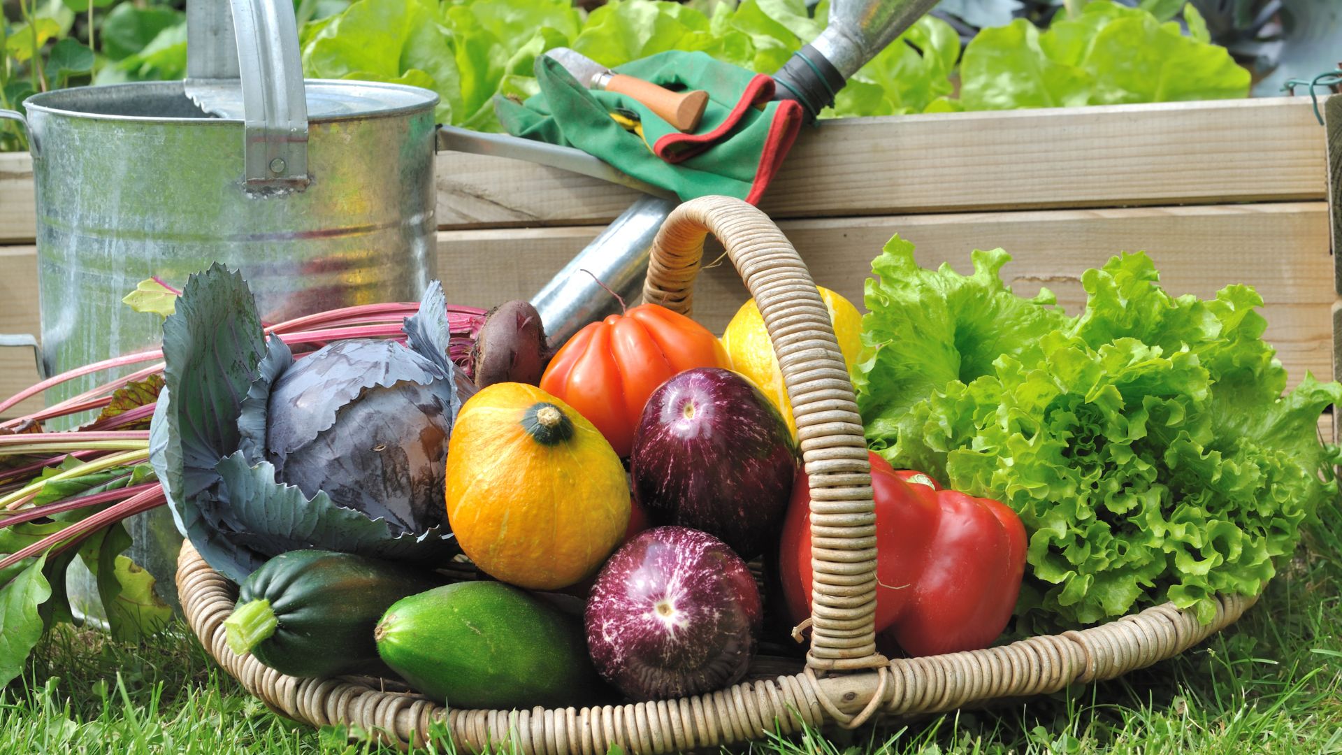 vegetables in a basket in garden