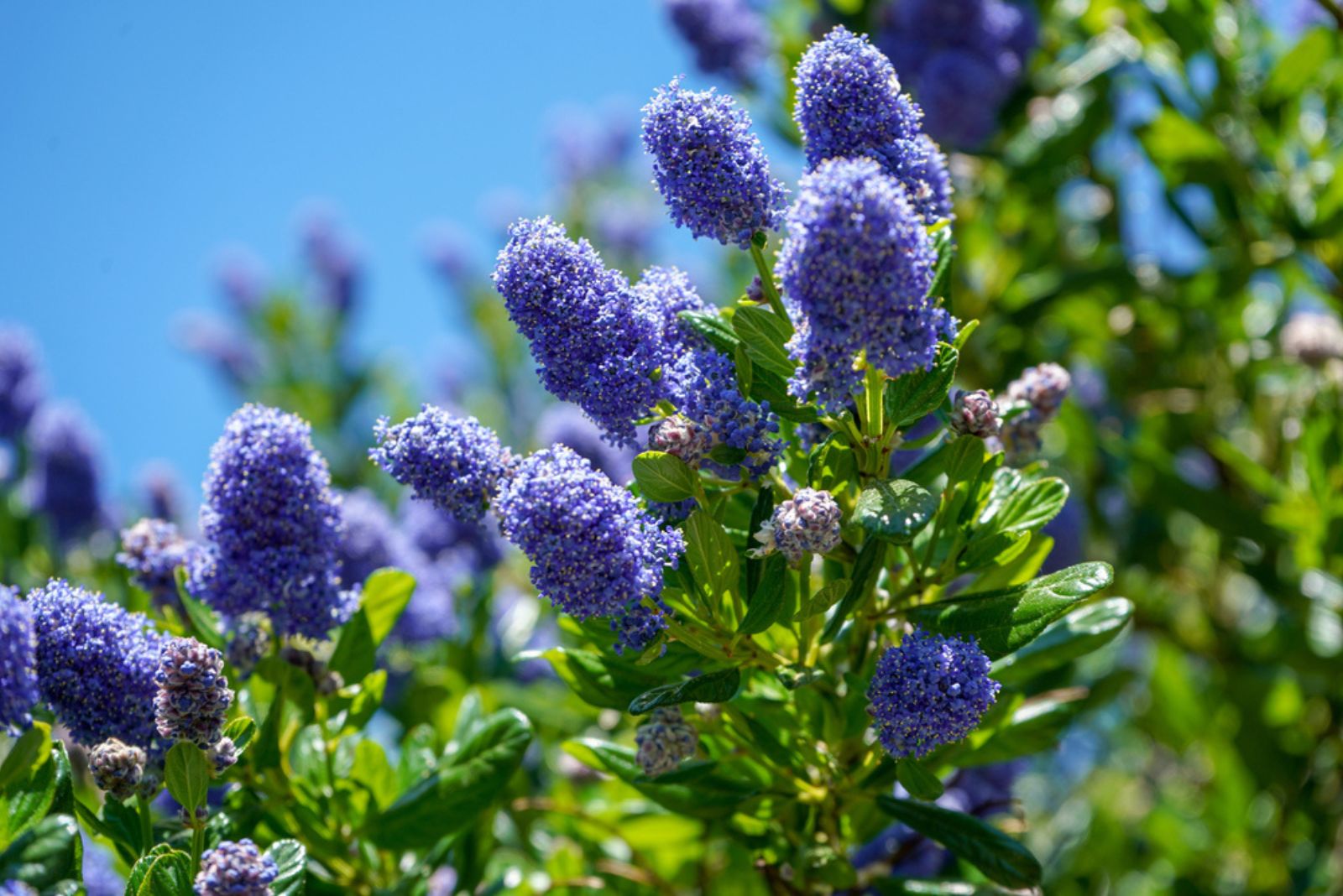 blue lilac flowers