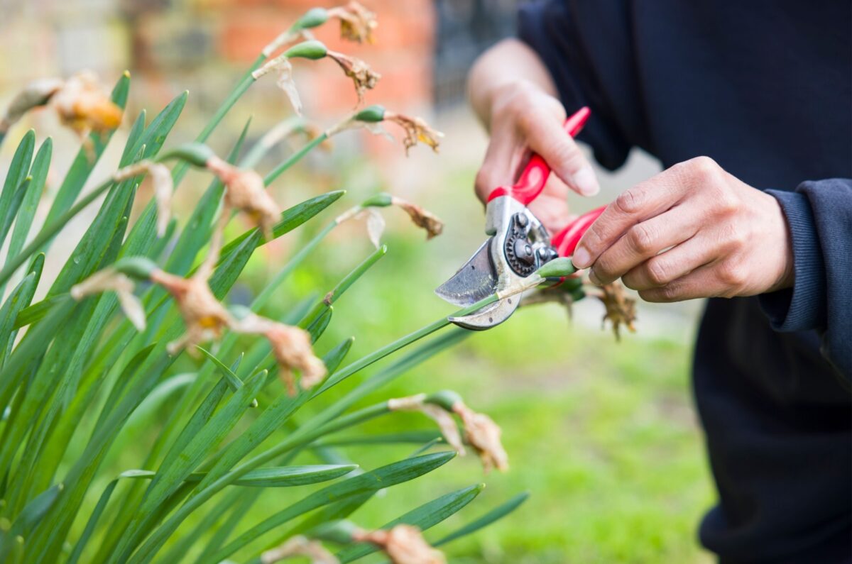 Here’s What You Should Do With Daffodils After Flowering To Keep Them
