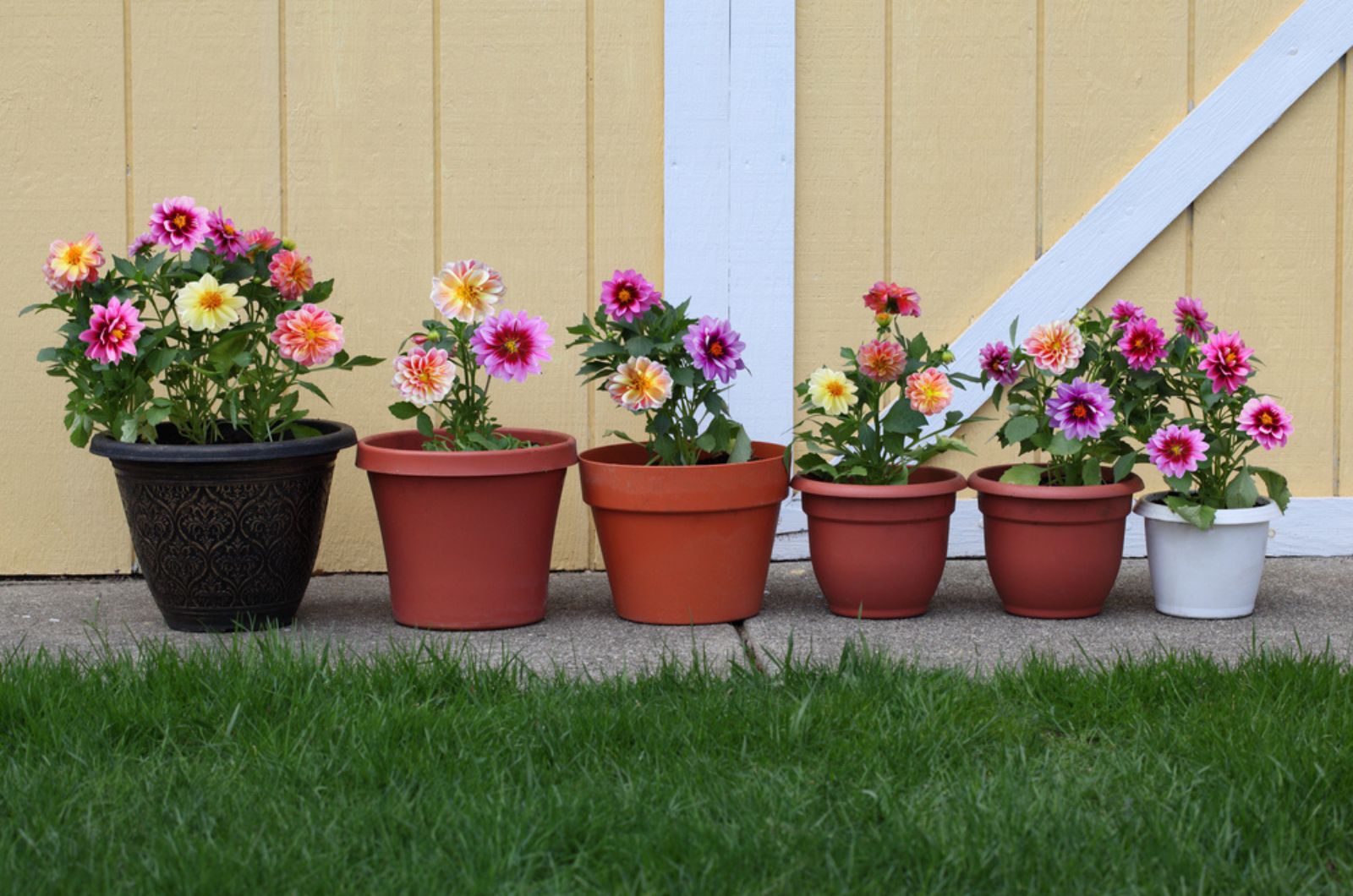 Dahlia flower planter row for natural background