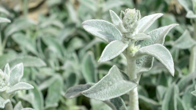 lambs ear garden defender
