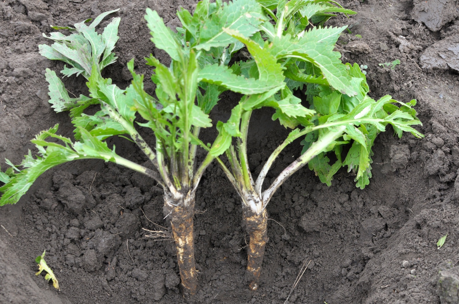 Digging horseradish root
