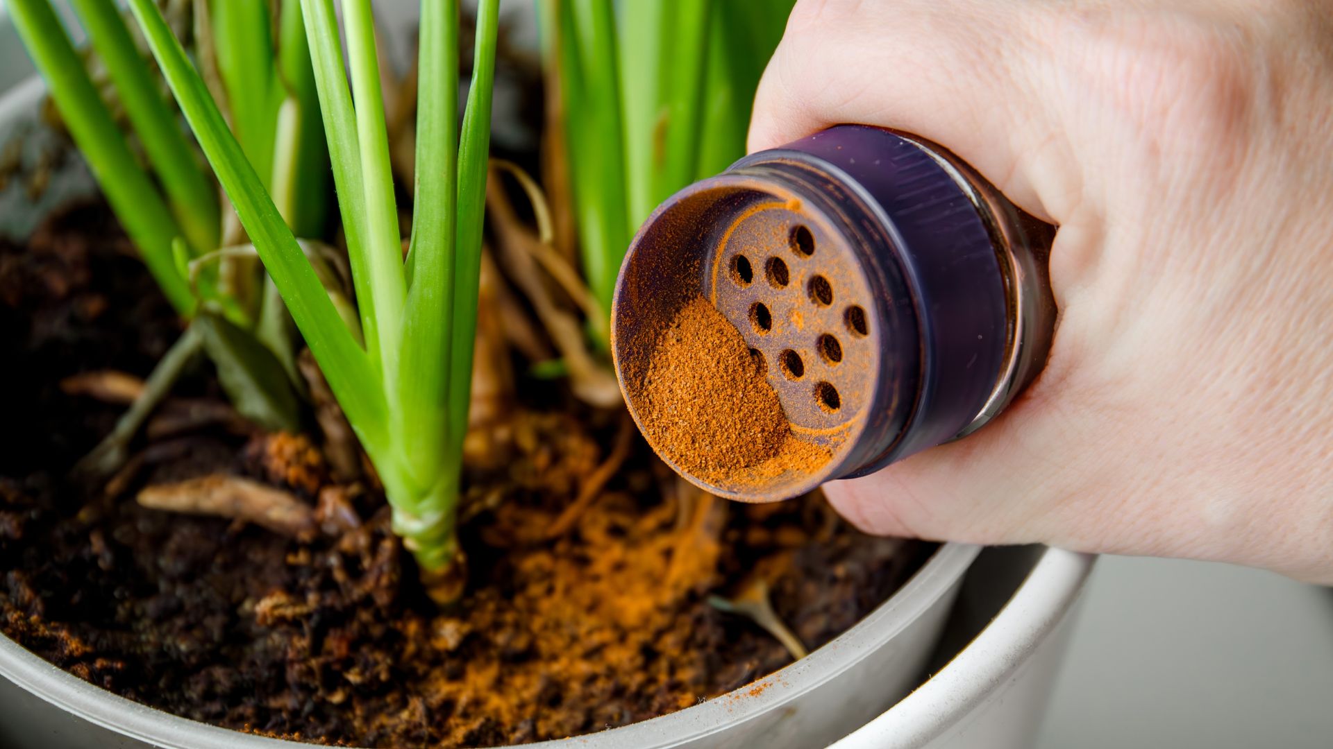 Does Cinnamon Hold The Key To A Mold-Free Oasis In Your Soil?
