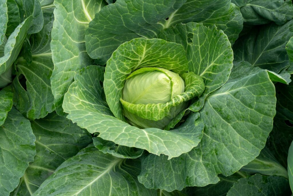 Early Ripening Spring Cabbage