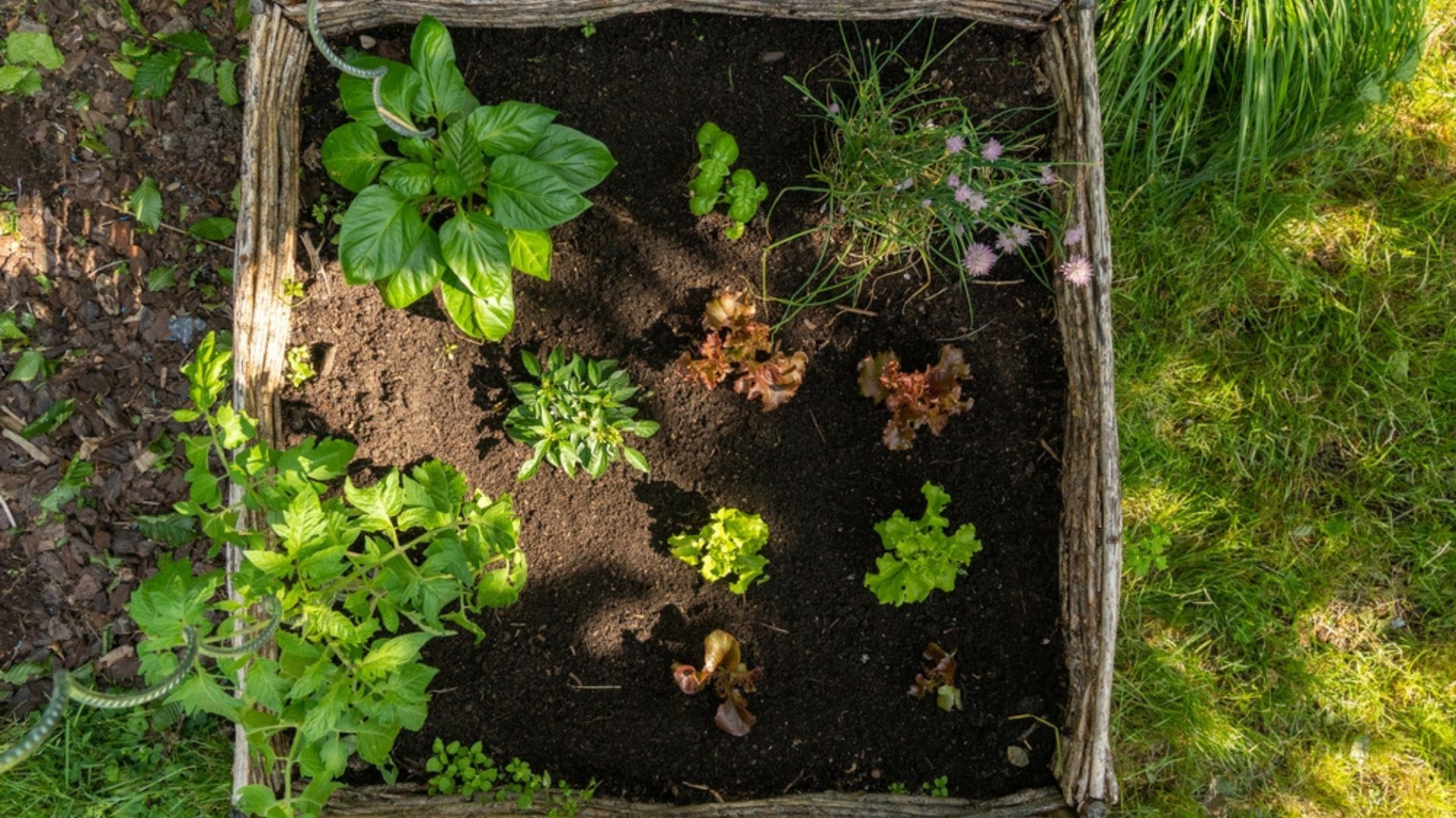 Fill Every Dark Nook In Your Garden With These 15 Shade-Loving Veggies