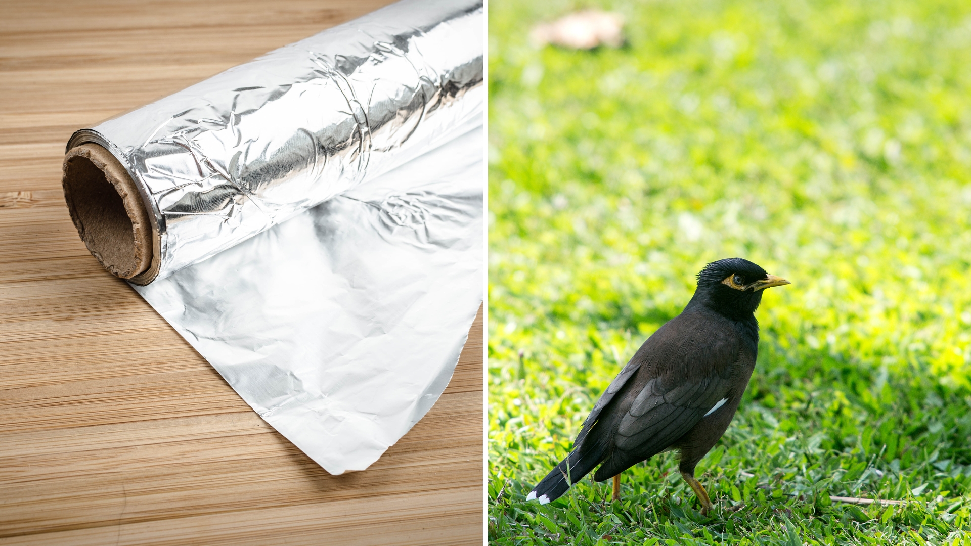 aluminium foil keeping birds from eating a grass