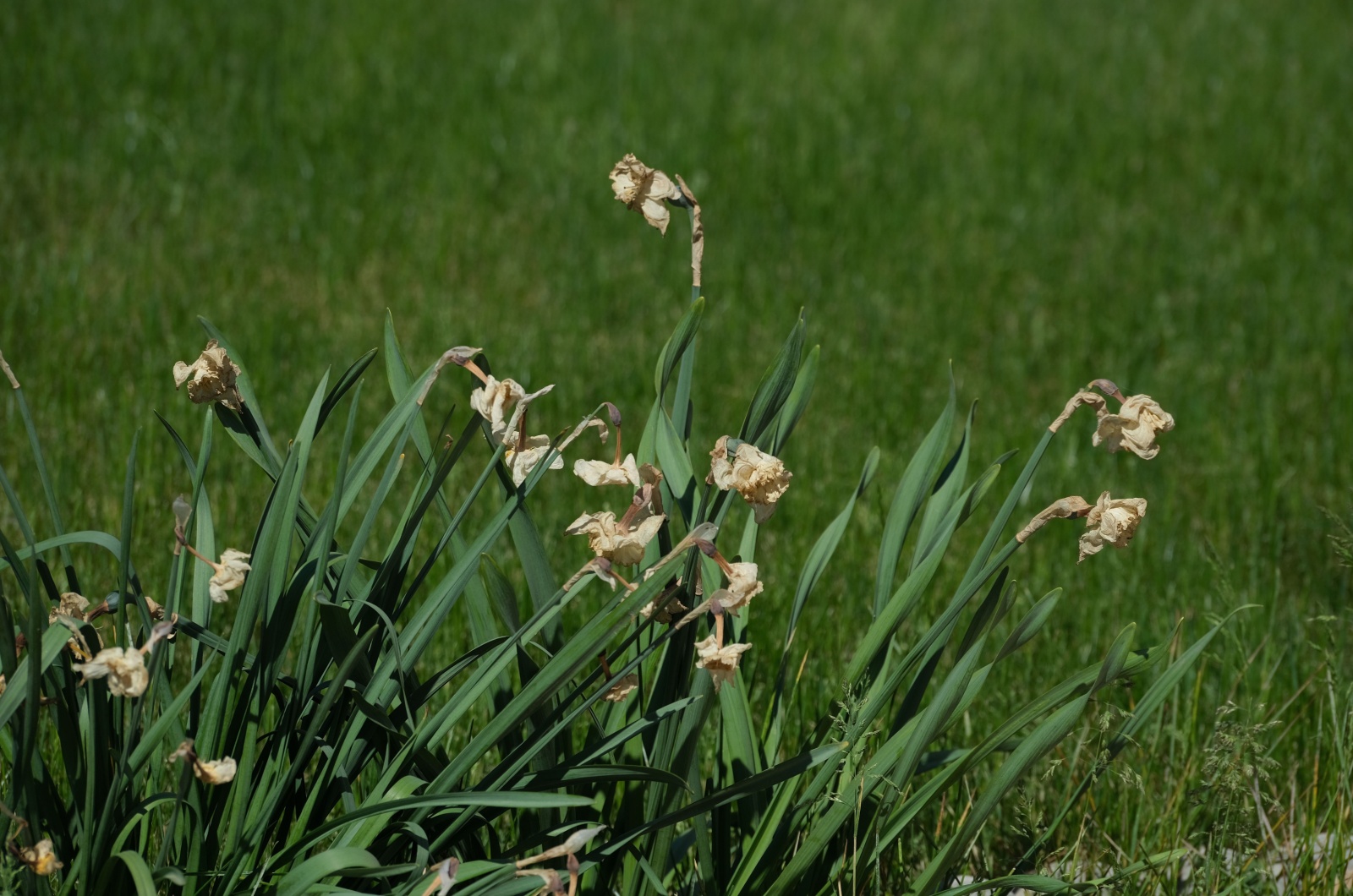 Group of wilted daffodils with green grass