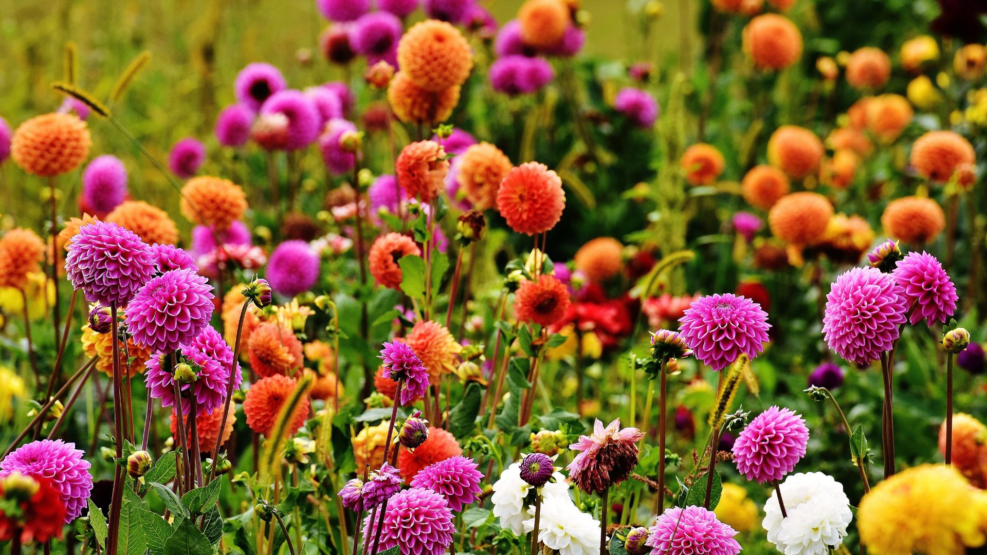 Grow Dahlias In These Places To Create An Abundance Of Flowers In Your Garden