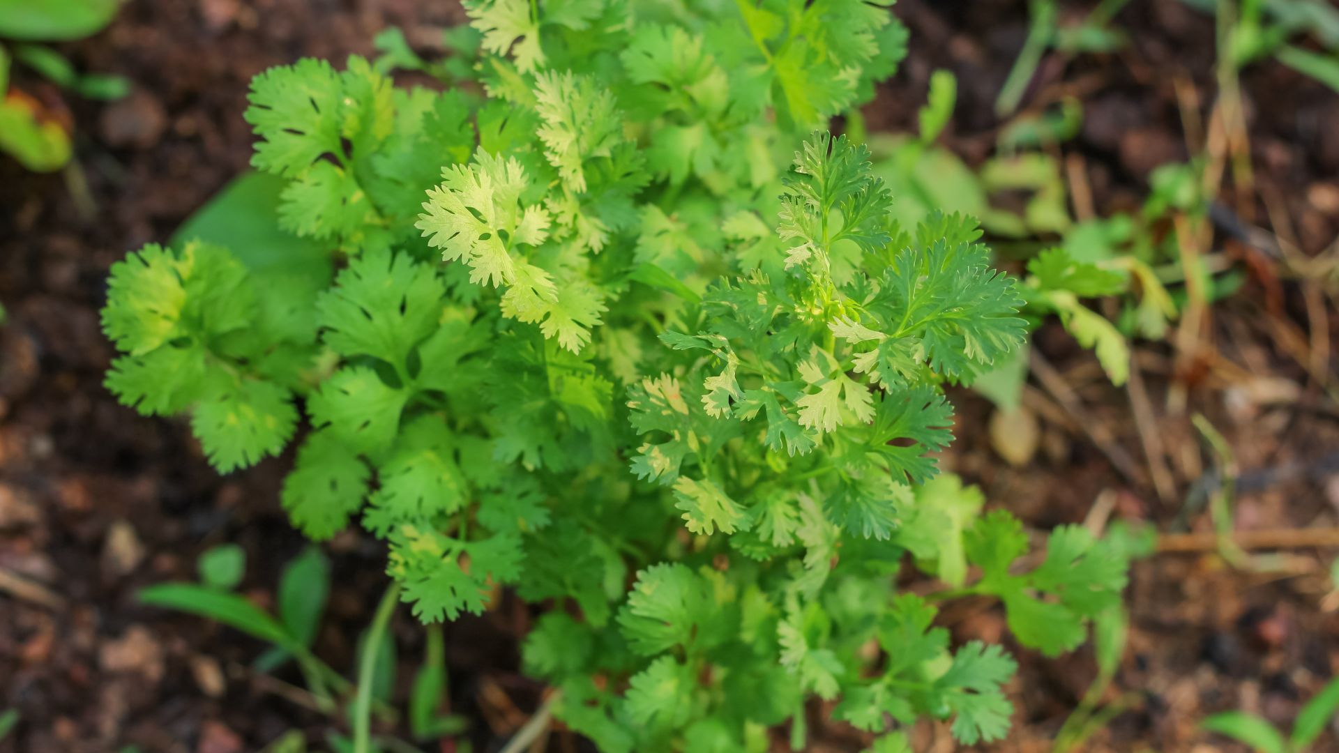 Growing Luscious Cilantro Has Never Been Easier With These Simple Tricks
