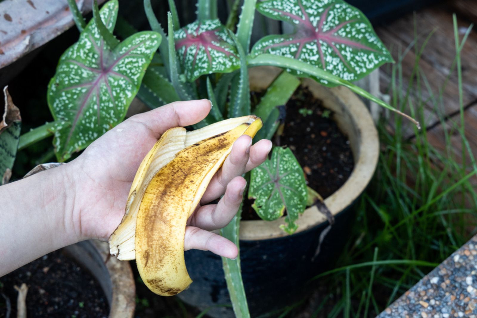 hand holding banana peel against plants