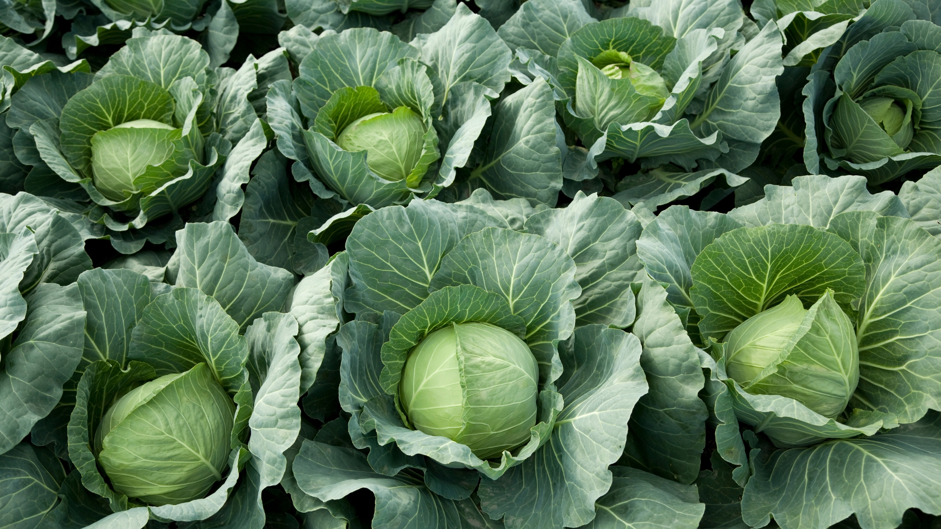Here’s The Perfect Timing For Planting The 5 Most Common Cabbage Types