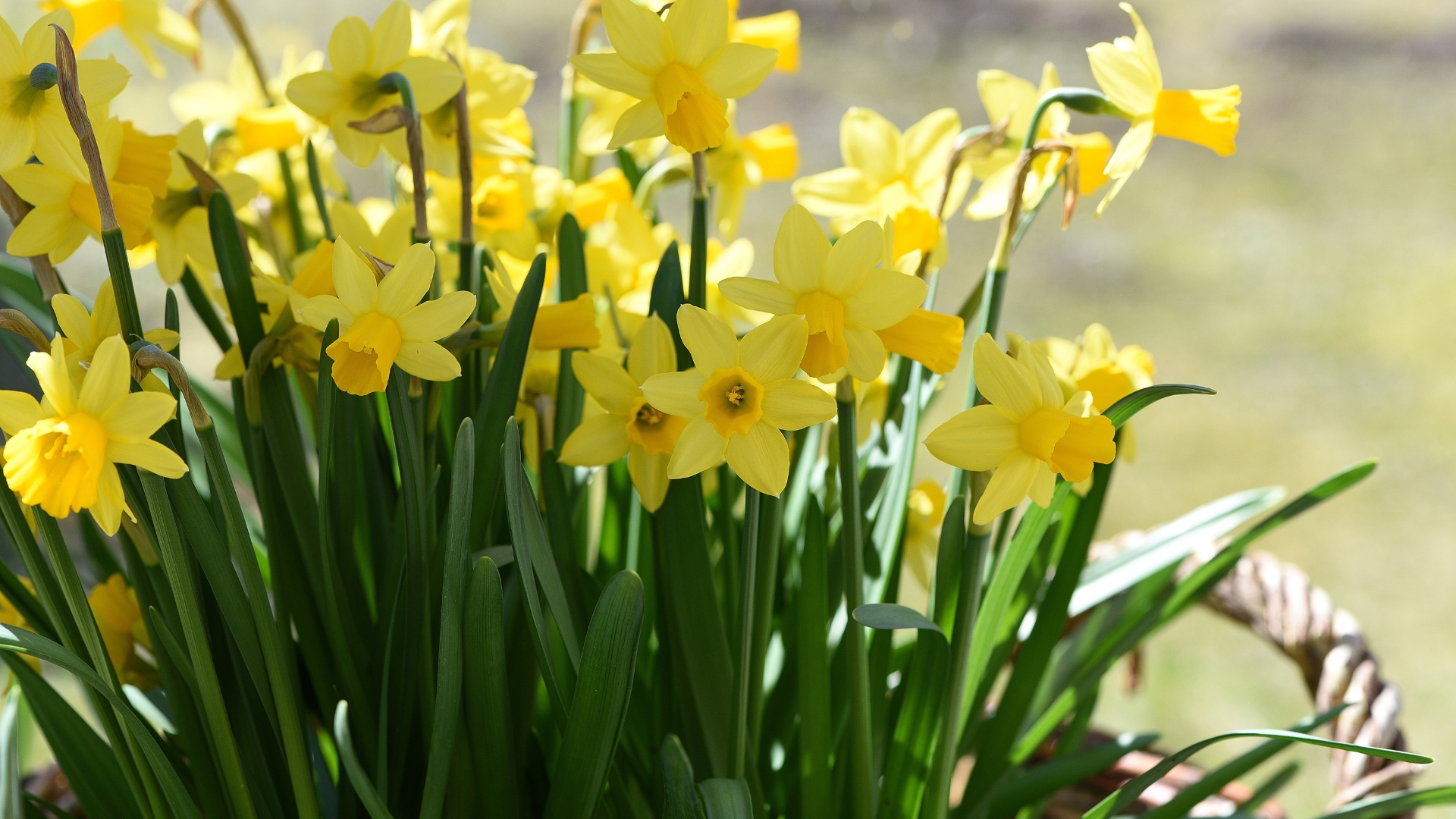 Here’s What You Should Do With Daffodils After Flowering To Keep Them Happy And Healthy