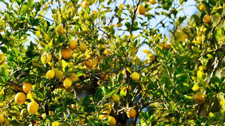 citrus tree
