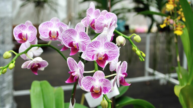 Orchids