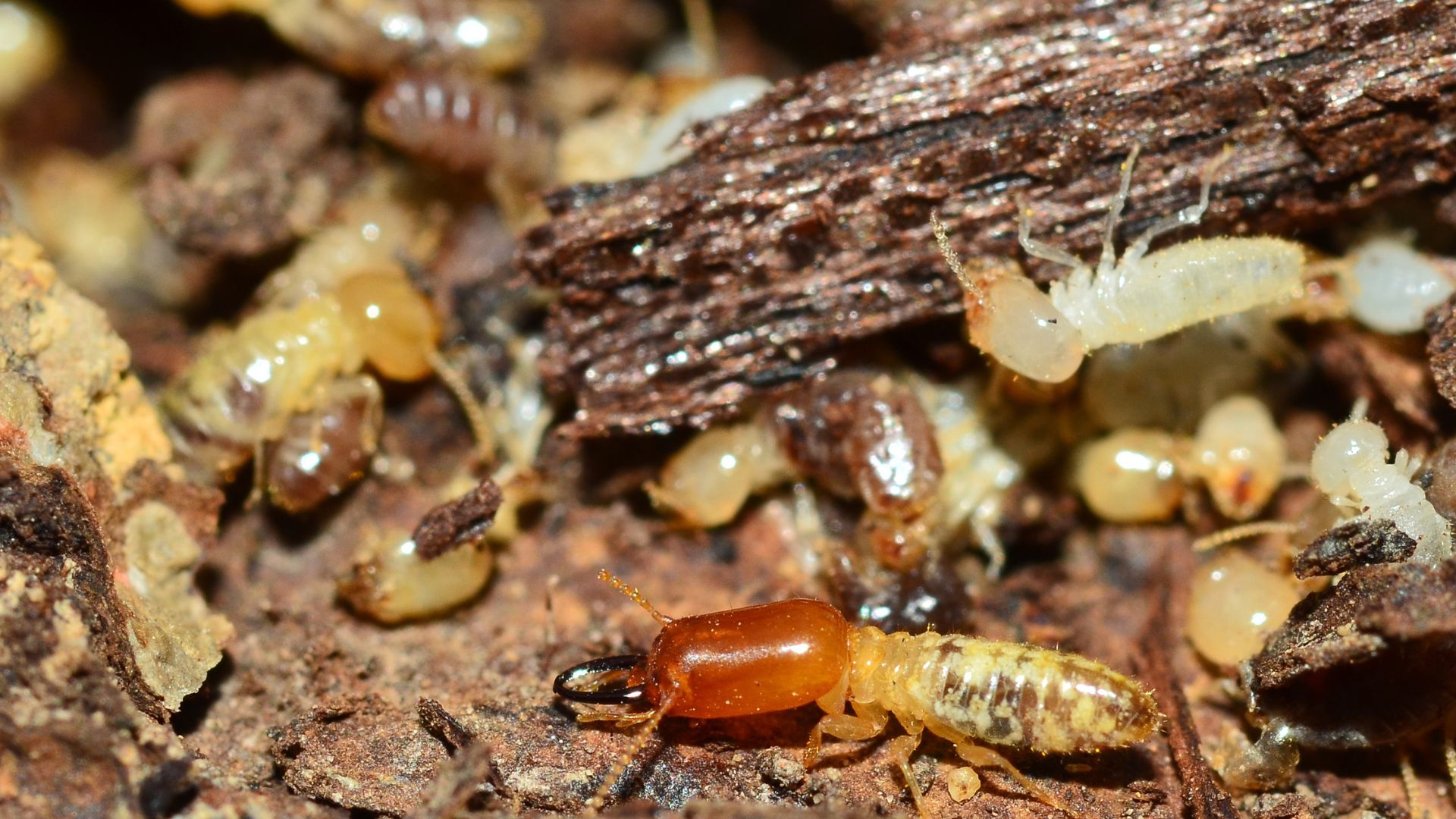 It’s Time To Call In The Pros When You Spot These 4 Telltale Signs Of Termite Infestation 