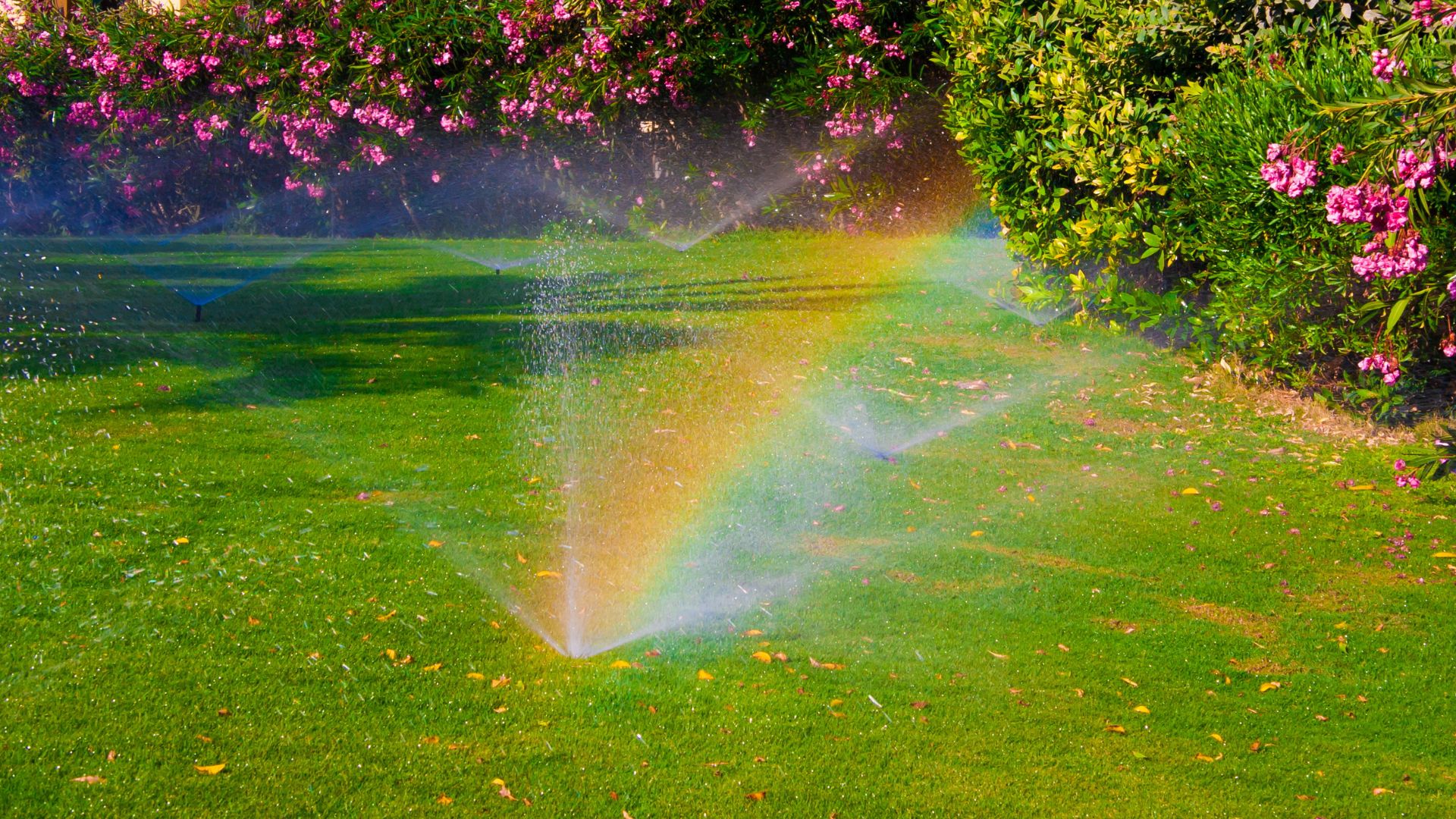 watering lawn