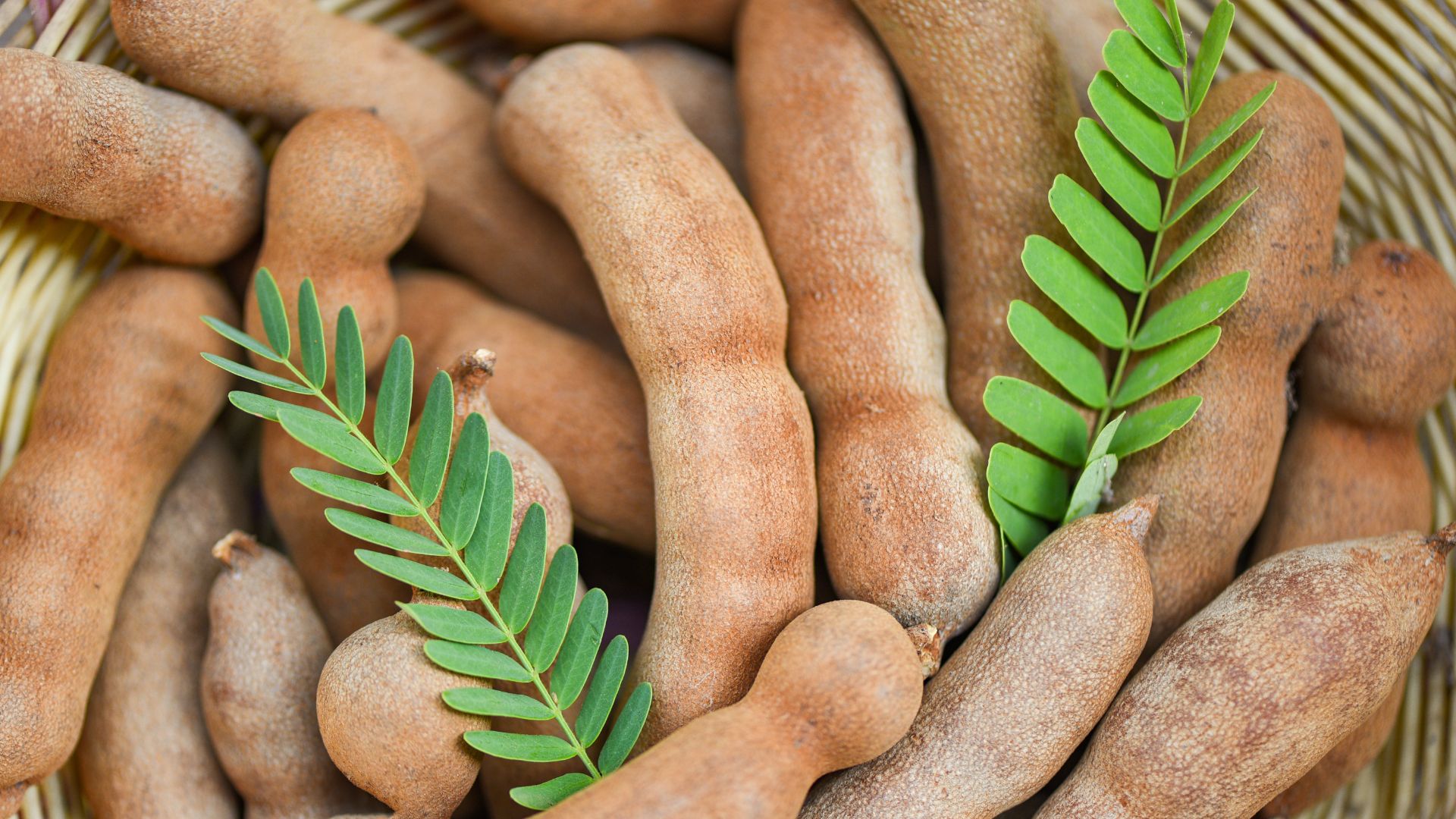 Learn How To Grow Tamarind From Seed And Create Your Own Tropical Haven 