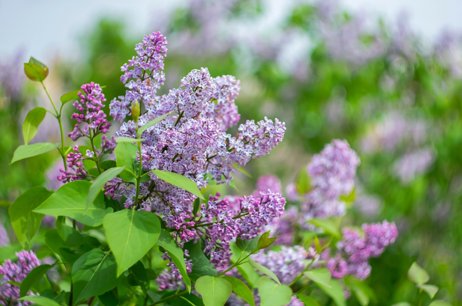 Lilac flower blooming