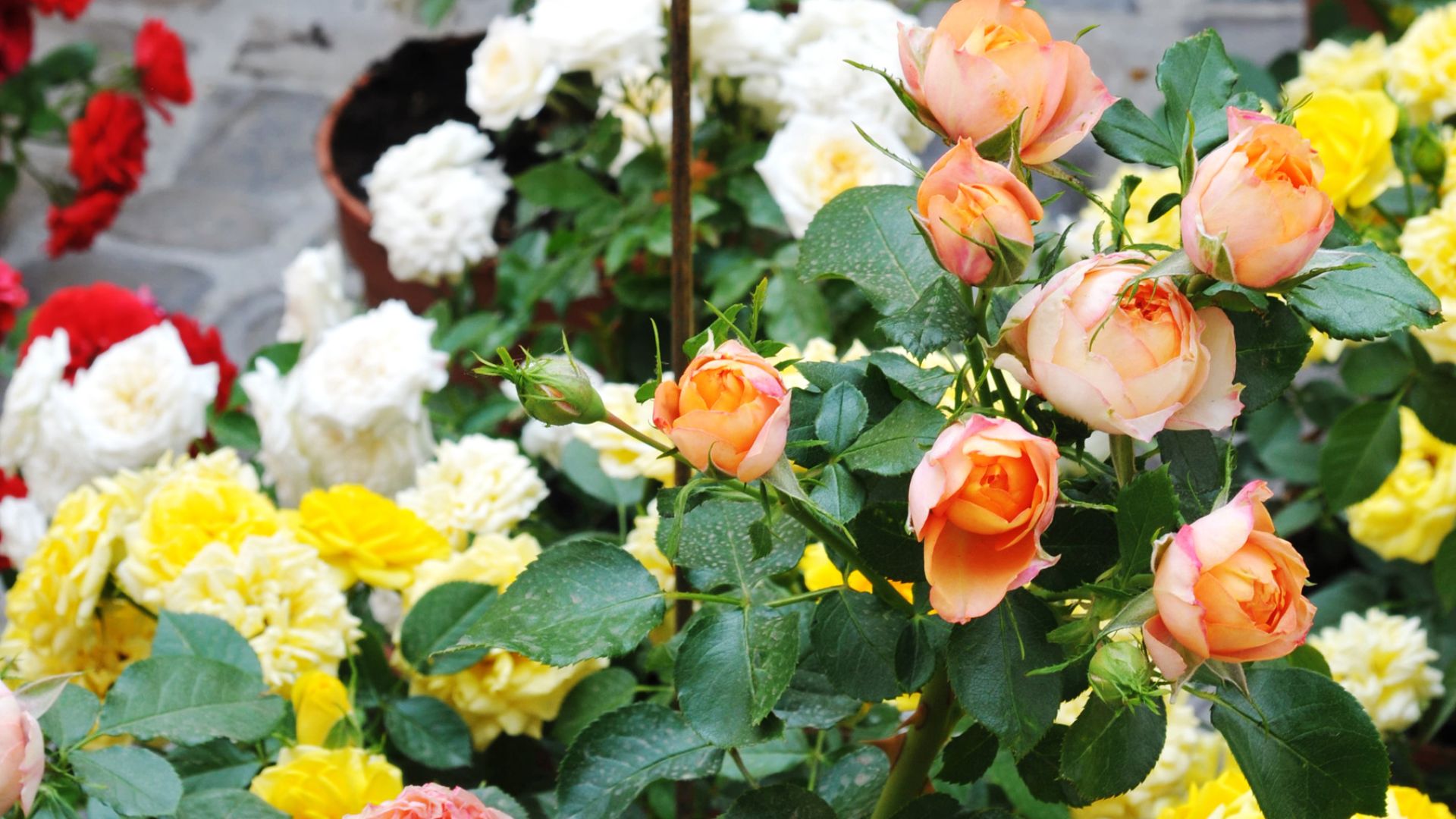Miniature Rose Enthusiasm Is Thriving Among Green Thumbs And This Is Why
