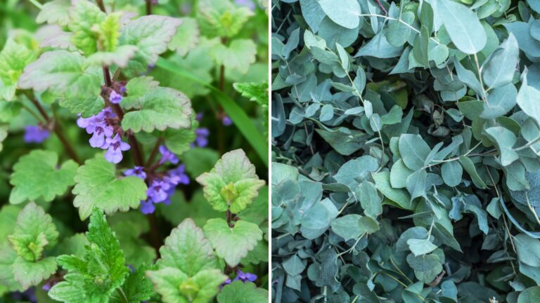 mosquito repellant plants