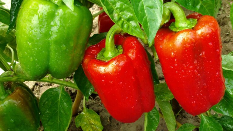 mulching peppers