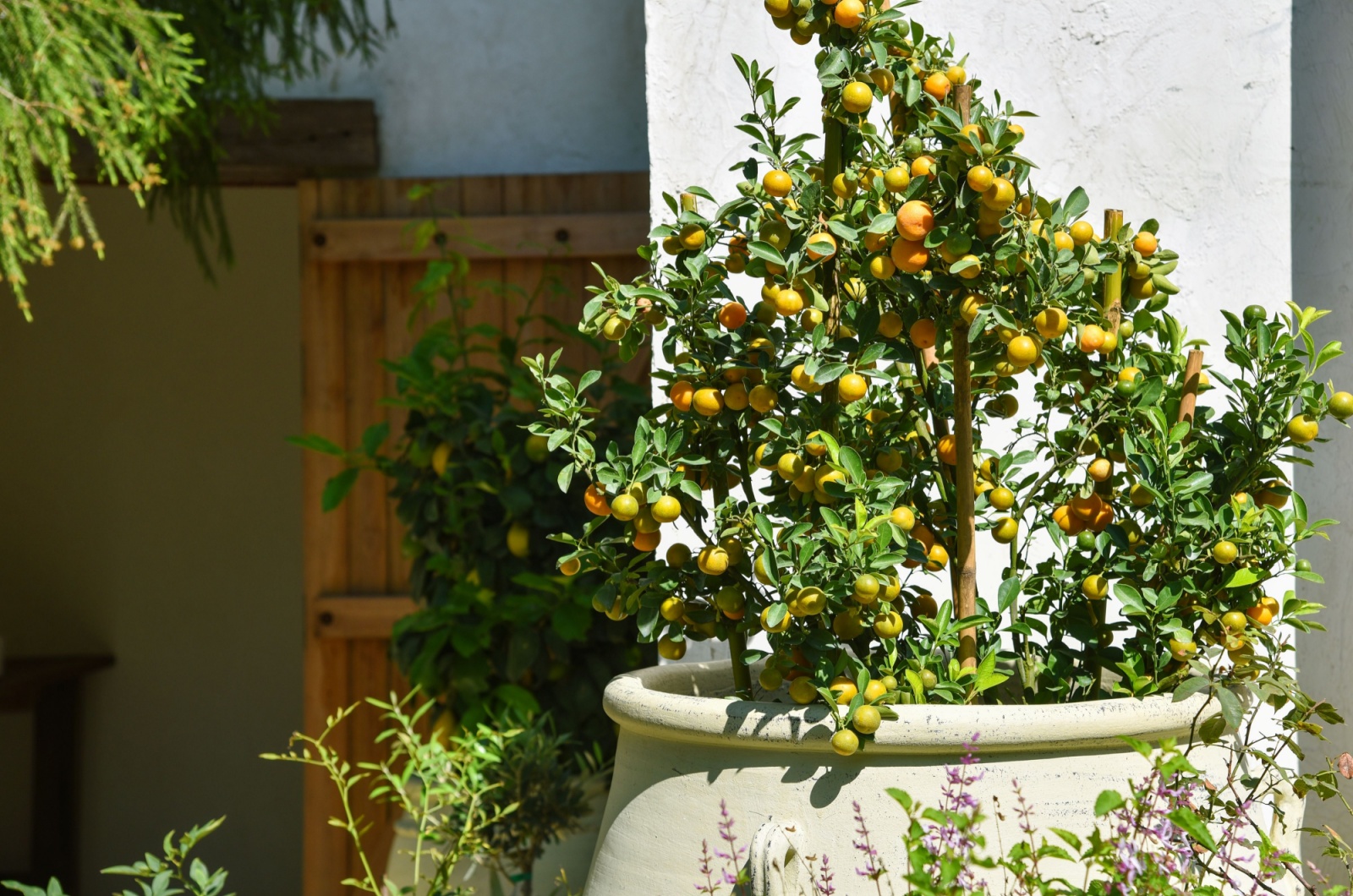 Orange tree in clay pot