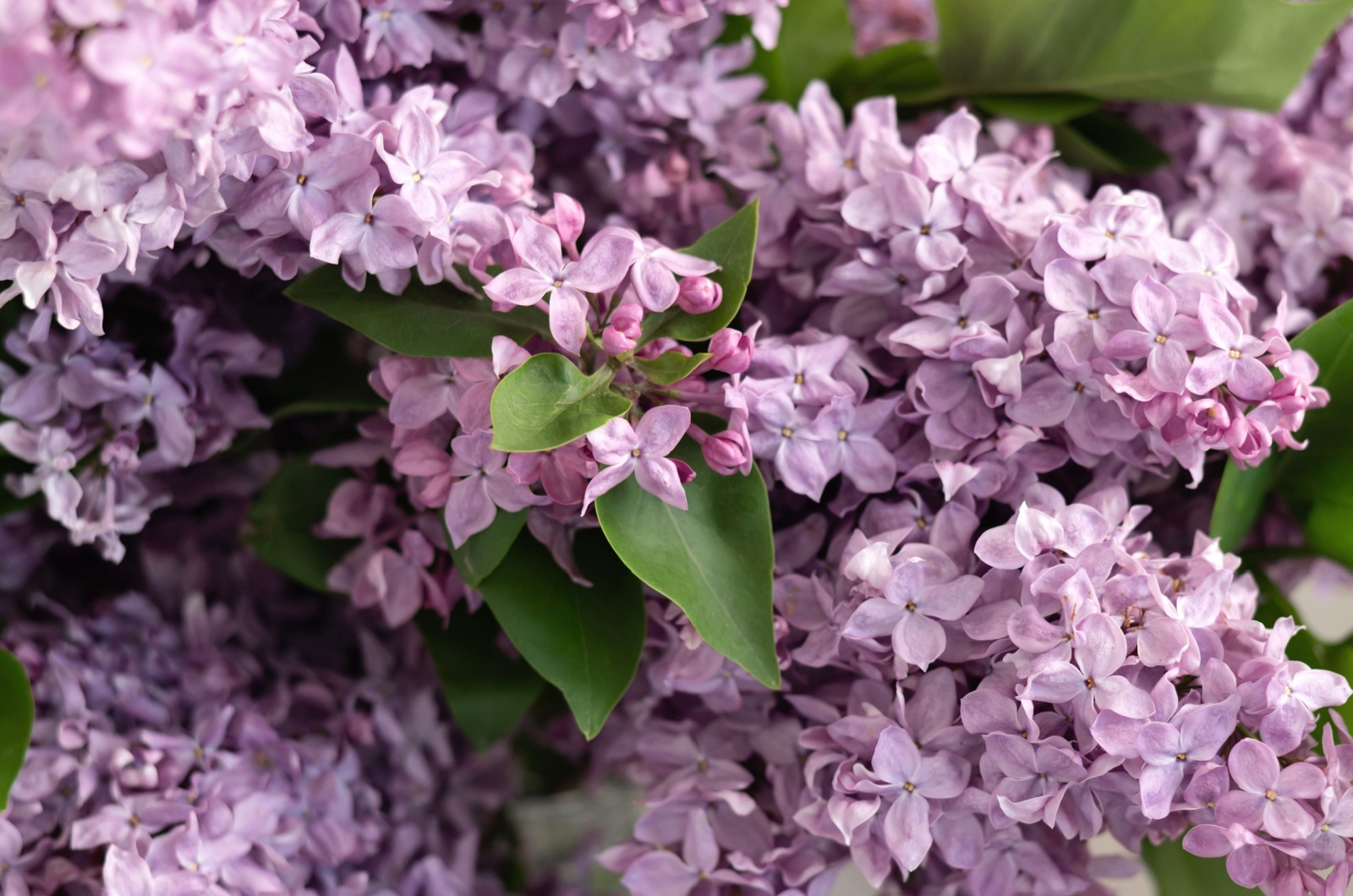 Pink Lilac