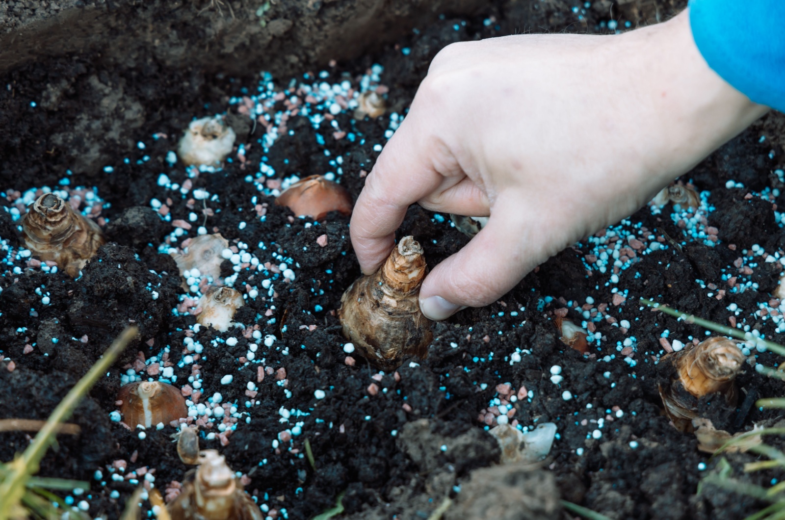 Planting daffodil bulbs in the ground in autumn