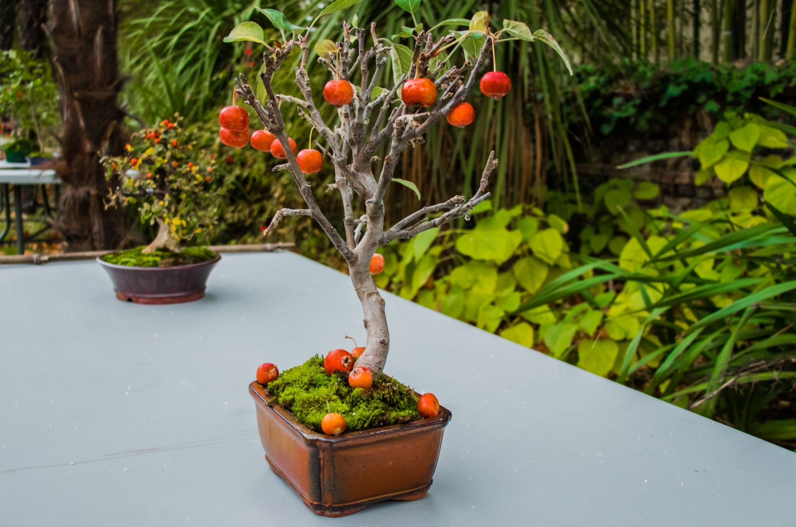 Pot with a dwarf apple