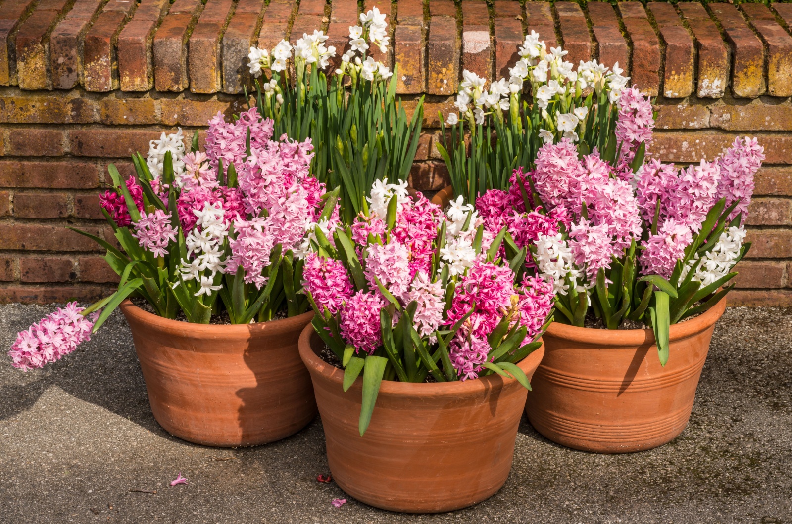 Potted, Blooming Hyacinth in Garden