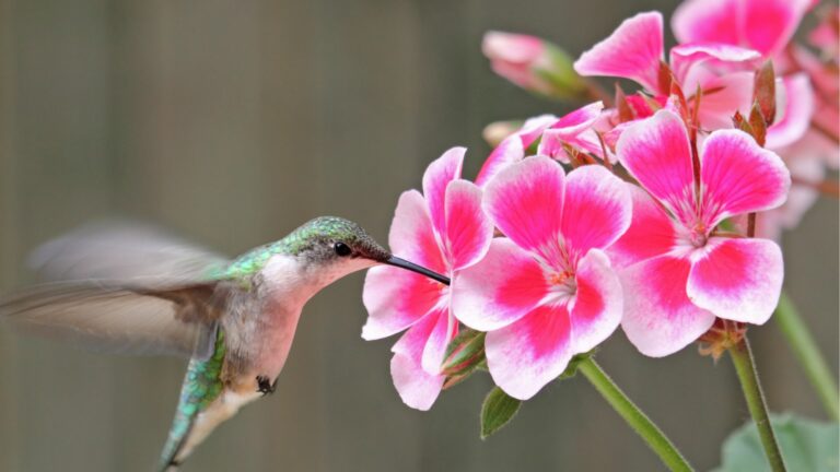 Hummingbird