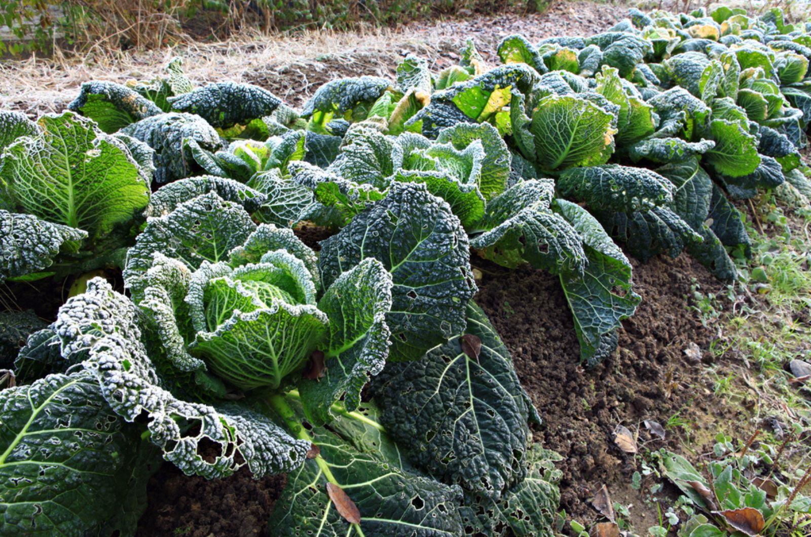 savoy cabbage in the winter