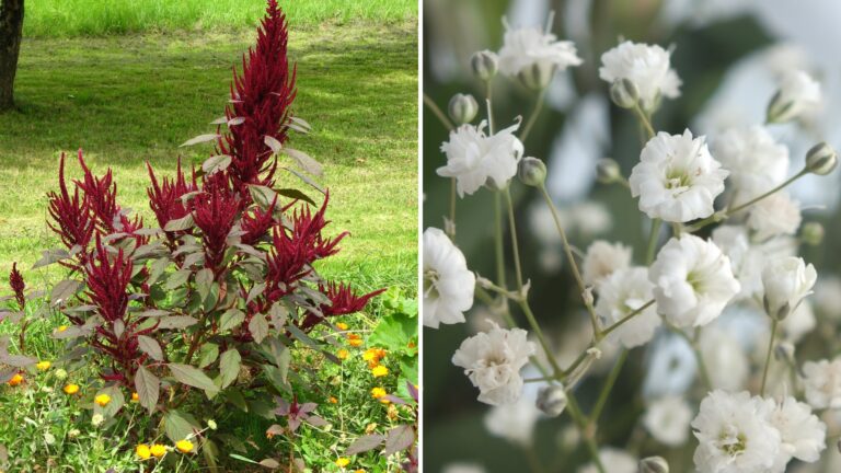 plants to sow in april