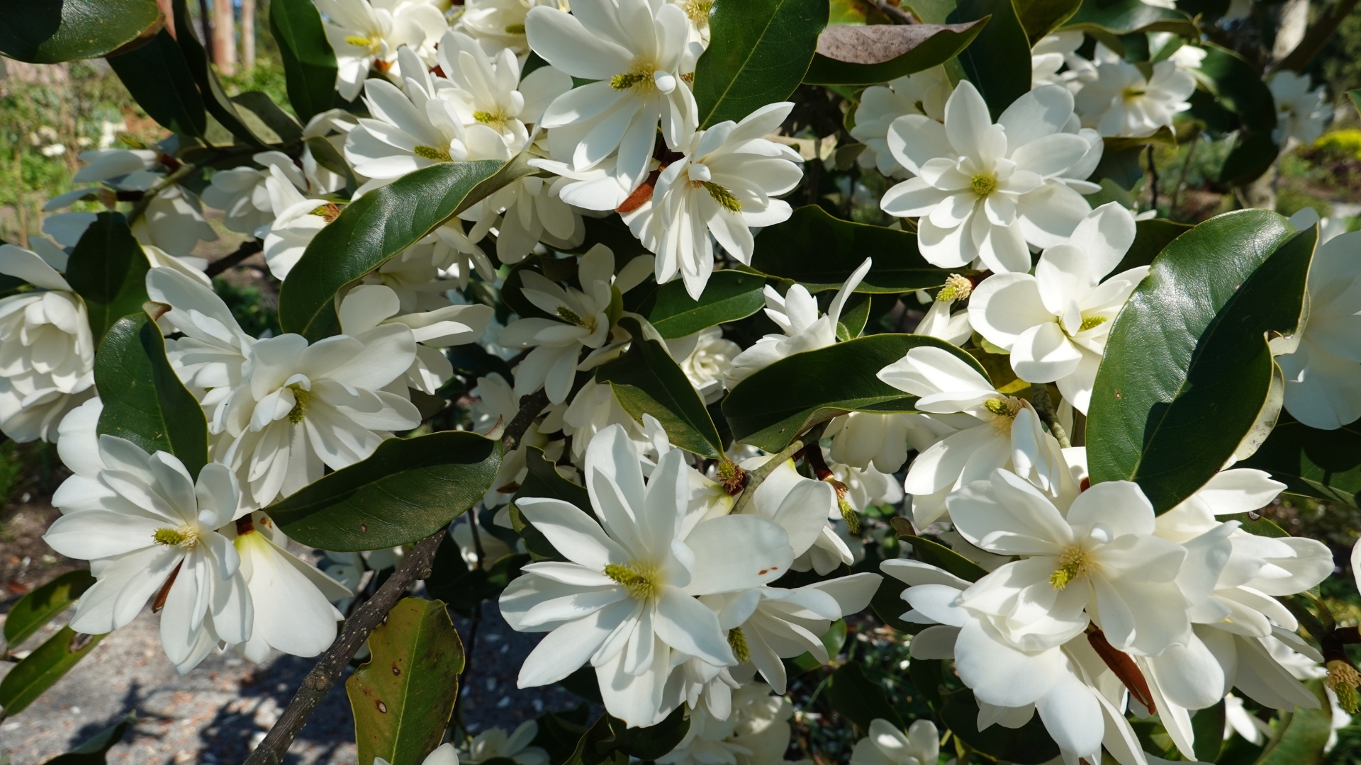 Sweetbay Magnolia Trees Are True Magnets For Butterflies And Will Bring Other Benefits To Your Yard 