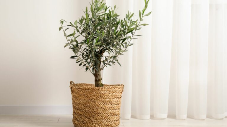 tree in a pot